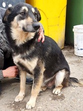 CHILLI, Hund, Mischlingshund in Rumänien - Bild 7