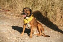 PUCHI, Hund, Mischlingshund in Spanien - Bild 2