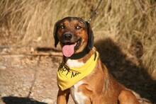 PUCHI, Hund, Mischlingshund in Spanien - Bild 3