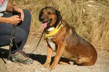 PUCHI, Hund, Mischlingshund in Spanien - Bild 5