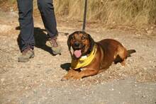 PUCHI, Hund, Mischlingshund in Spanien - Bild 6