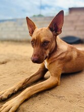 HANNI, Hund, Mischlingshund in Spanien - Bild 1