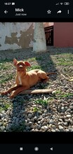 HANNI, Hund, Mischlingshund in Spanien - Bild 10