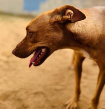 HANNI, Hund, Mischlingshund in Spanien - Bild 2