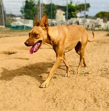 HANNI, Hund, Mischlingshund in Spanien - Bild 4