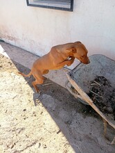 HANNI, Hund, Mischlingshund in Spanien - Bild 5