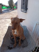 HANNI, Hund, Mischlingshund in Spanien - Bild 7