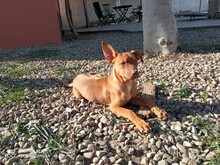 HANNI, Hund, Mischlingshund in Spanien - Bild 8