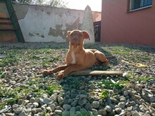 HANNI, Hund, Mischlingshund in Spanien - Bild 9