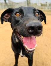 CHARLIE, Hund, Mischlingshund in Spanien