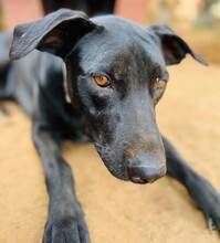 CHARLIE, Hund, Mischlingshund in Spanien - Bild 4
