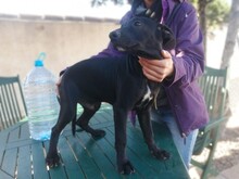CHARLIE, Hund, Mischlingshund in Spanien - Bild 7