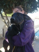 CHARLIE, Hund, Mischlingshund in Spanien - Bild 8