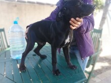 CHARLIE, Hund, Mischlingshund in Spanien - Bild 9