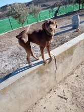 SARA, Hund, Mischlingshund in Spanien - Bild 3