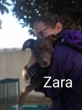 SARA, Hund, Mischlingshund in Spanien - Bild 5
