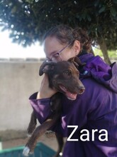 SARA, Hund, Mischlingshund in Spanien - Bild 6