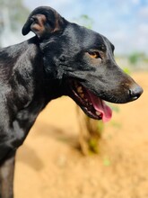 ARION, Hund, Labrador-Mix in Spanien - Bild 1