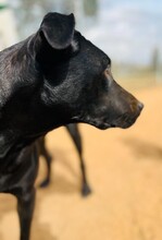ARION, Hund, Labrador-Mix in Spanien - Bild 2