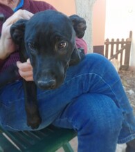 ARION, Hund, Labrador-Mix in Spanien - Bild 7