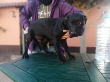 ARION, Hund, Labrador-Mix in Spanien - Bild 8