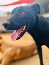 ARION, Hund, Mischlingshund in Spanien - Bild 3