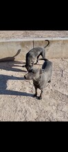 ARION, Hund, Mischlingshund in Spanien - Bild 6