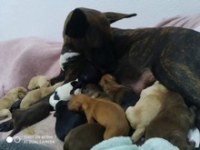 ARION, Hund, Mischlingshund in Spanien - Bild 9
