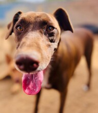 SHADOW, Hund, Mischlingshund in Spanien - Bild 1
