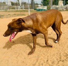 SHADOW, Hund, Mischlingshund in Spanien - Bild 2