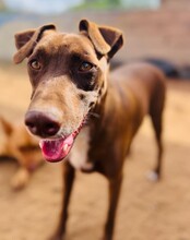 SHADOW, Hund, Mischlingshund in Spanien - Bild 3