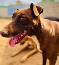 SHADOW, Hund, Mischlingshund in Spanien - Bild 4