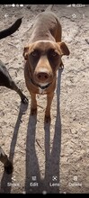 SHADOW, Hund, Mischlingshund in Spanien - Bild 5