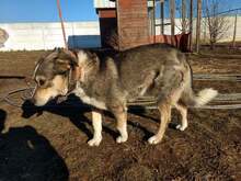 CEZAR, Hund, Mischlingshund in Ungarn - Bild 5