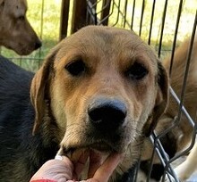 PAULINE, Hund, Mischlingshund in Rumänien - Bild 1