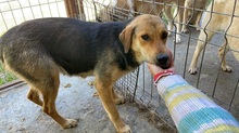 PAULINE, Hund, Mischlingshund in Rumänien - Bild 2