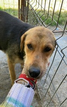PAULINE, Hund, Mischlingshund in Rumänien - Bild 3