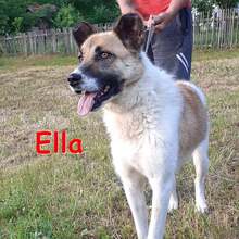 ELLA, Hund, Mischlingshund in Taucha - Bild 1