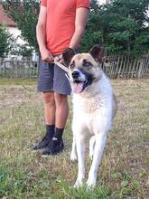 ELLA, Hund, Mischlingshund in Taucha - Bild 3