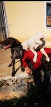 BLANCO, Hund, Mischlingshund in Italien - Bild 3