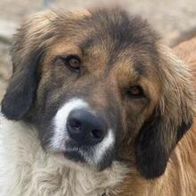 BETSY, Hund, Mischlingshund in Griechenland - Bild 1