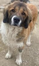 BETSY, Hund, Mischlingshund in Griechenland - Bild 10
