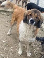BETSY, Hund, Mischlingshund in Griechenland - Bild 3