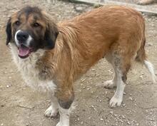 BETSY, Hund, Mischlingshund in Griechenland - Bild 5