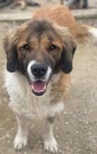 BETSY, Hund, Mischlingshund in Griechenland - Bild 6