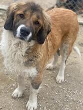 BETSY, Hund, Mischlingshund in Griechenland - Bild 7