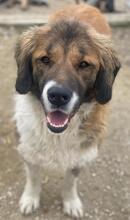 BETSY, Hund, Mischlingshund in Griechenland - Bild 8