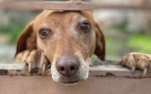 AMNERIS, Hund, Mischlingshund in Griechenland - Bild 16
