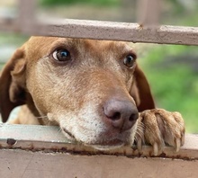 AMNERIS, Hund, Mischlingshund in Griechenland - Bild 6