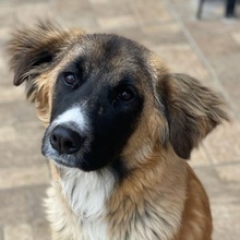 ZALLO, Hund, Mischlingshund in Griechenland - Bild 1